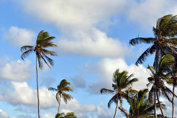 Mooie Groene Palmbomen Tegen Blauwe Lucht — Stockfoto