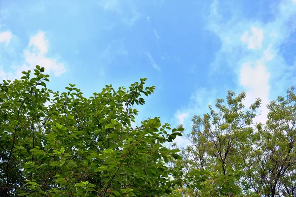 Grüne Äste Von Bäumen Gegen Den Himmel — Stockfoto