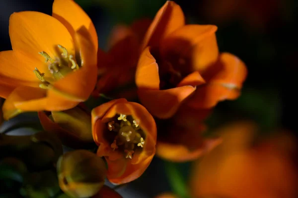 Orange Fresh Beautiful Flowers — Stock Photo, Image