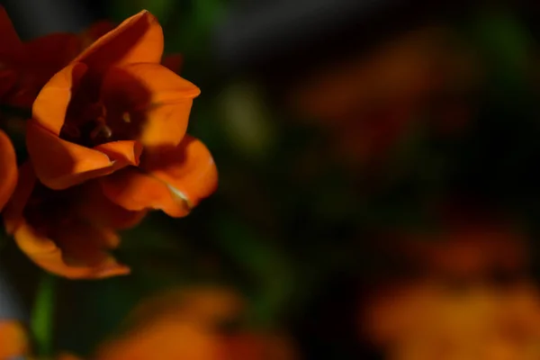 Orange Fresh Beautiful Flowers — Stock Photo, Image