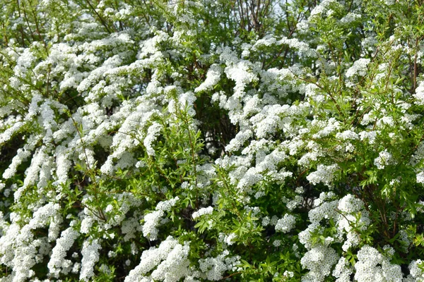 Flores Brancas Fechar — Fotografia de Stock