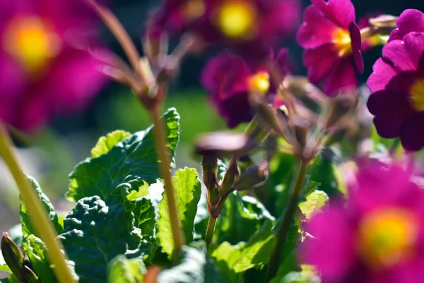 Frische Frühlingsblumen Wachsen Garten — Stockfoto