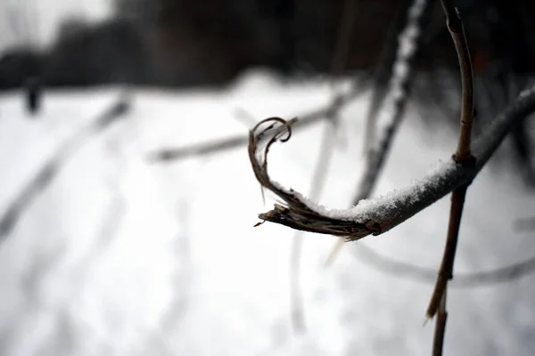 Rama Del Árbol Nieve — Foto de Stock