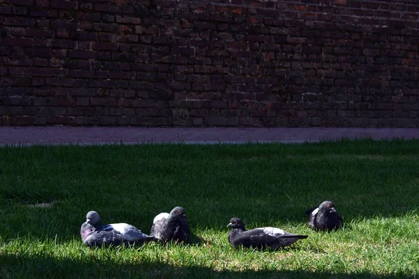 Bir güvercin sürüsü çimlerin üzerinde güneşleniyor.