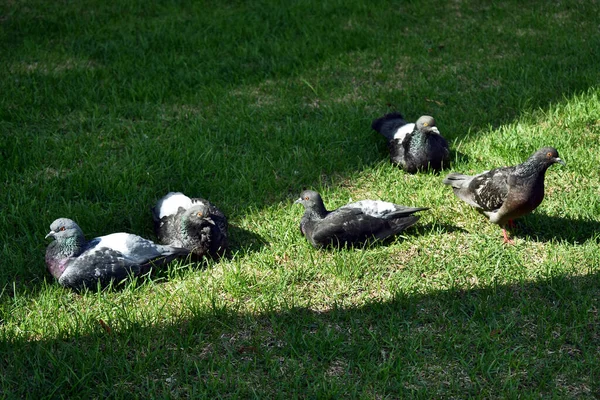 Pigeons Reposent Sur Herbe — Photo