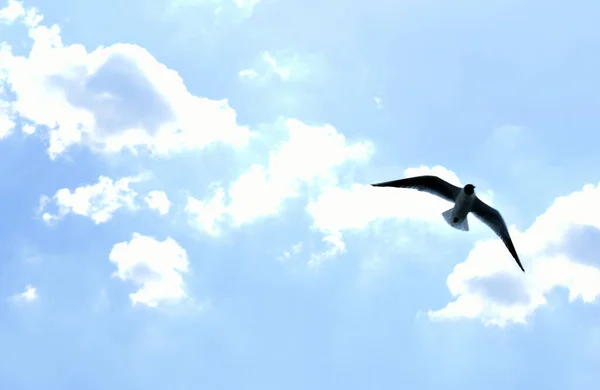 Möwe Fliegt Über Den Blauen Himmel — Stockfoto