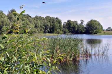 mavi büyük orman gölü ve mavi gökyüzü