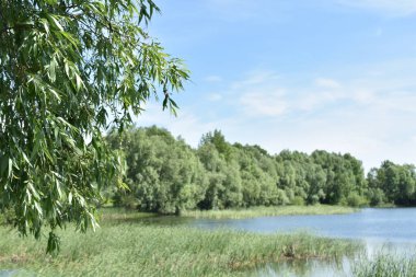 mavi büyük orman gölü ve mavi gökyüzü