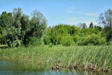mavi büyük orman gölü ve mavi gökyüzü