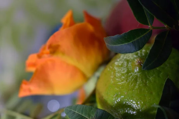 Buket Free Summer Flowers — Stock Photo, Image