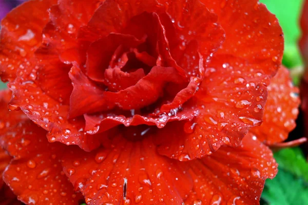 Drops Dew Scarlet Rose — Stock Photo, Image