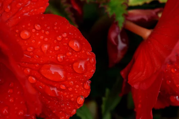 Drops Dew Scarlet Rose — Stock Photo, Image