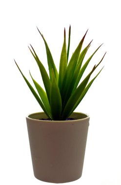 Beyaz arkaplanda saksıda suni çiçek.