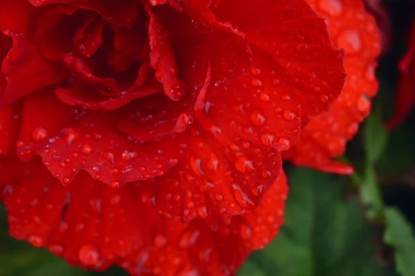 Gotas Orvalho Rosa Escarlate — Fotografia de Stock