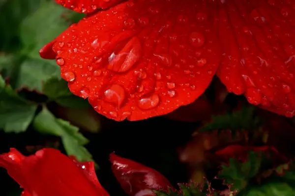 Dew Drops Scarlet Rose Flower — Stock Photo, Image
