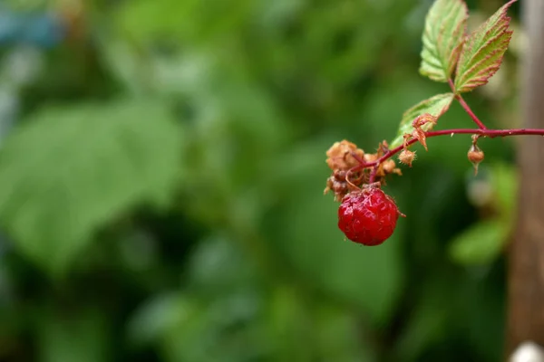 庭のラズベリー緋色の果実 — ストック写真