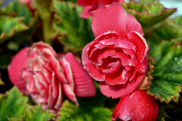 Капли Росы Розовый Розовый Цветок — стоковое фото