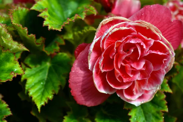Σταγόνες Δροσιάς Ροζ Τριαντάφυλλο — Φωτογραφία Αρχείου
