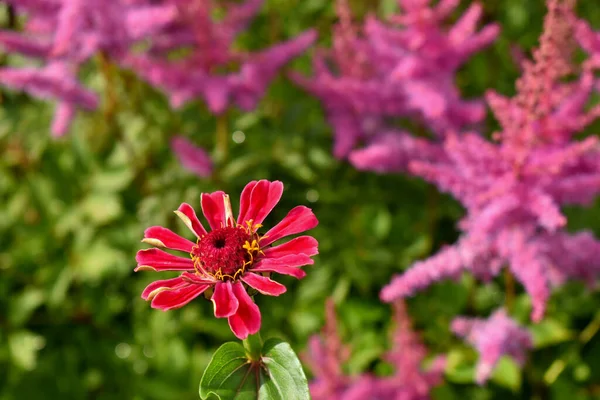 Schöne Rosa Blüten Wachsen Garten — Stockfoto