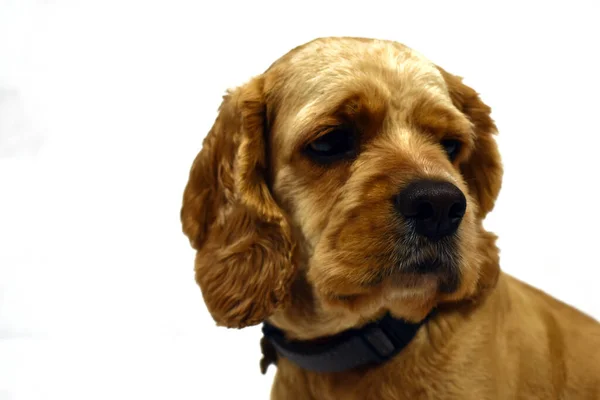 Perro Cocker Spaniel Sobre Fondo Blanco — Foto de Stock