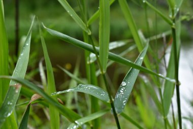 Yeşil çimenlerin üzerine yağmur damlaları