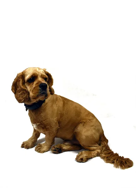 Dog Cocker Spaniel Białym Tle — Zdjęcie stockowe