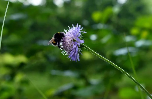 Hummel Sitzt Auf Einer Blume Wald — Stockfoto