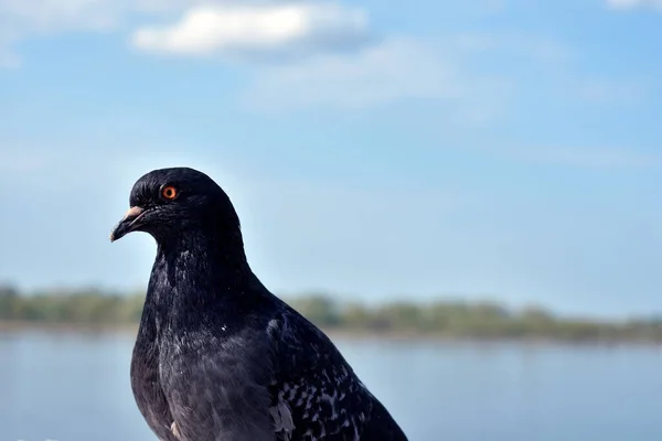 Porträt Einer Taube Vor Dem Hintergrund Eines Flusses — Stockfoto