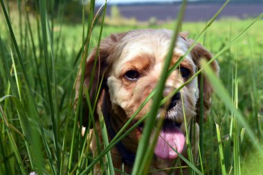 Köpek Cocker Spaniel Sahada yürüyor
