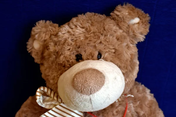 Portrait Teddy Bear Toy — Stock Photo, Image