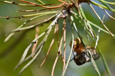 Örümcek ormanda ağa takılmış bir sinek yakaladı.