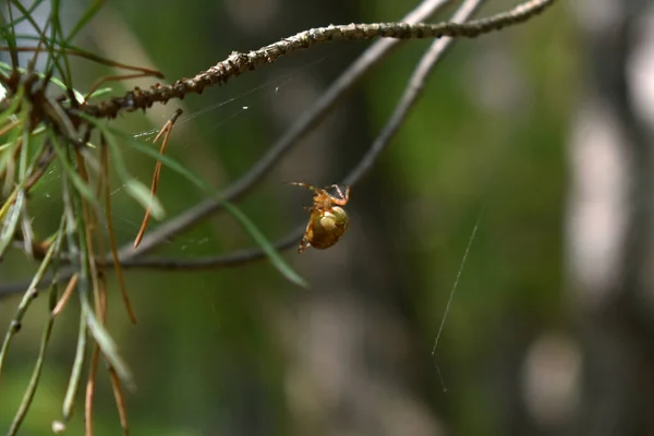 Spider Sits Branch Woods — Stock Photo, Image