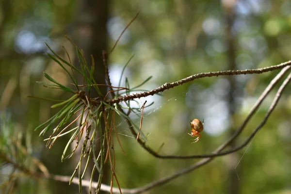 Araña Sienta Una Rama Bosque — Foto de Stock