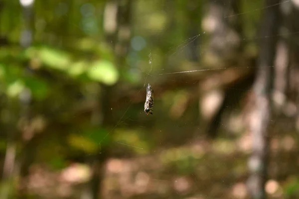 Fly Hangs Web Woods — Stock Photo, Image