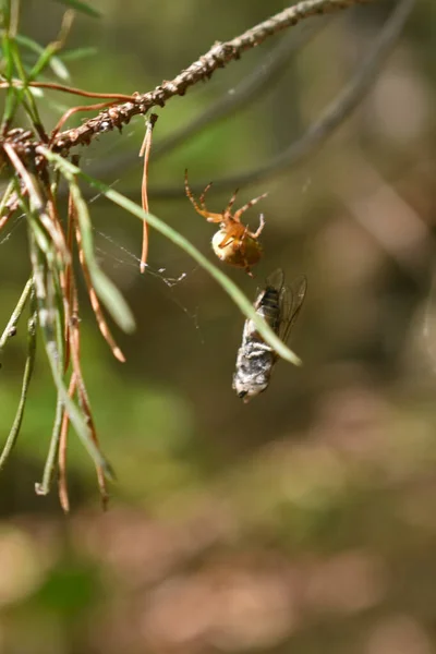 Pavouk Chytil Mouchu Pavučině Lese — Stock fotografie
