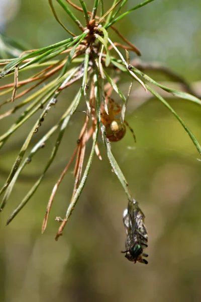 Pająk Złapał Muchę Sieci Lesie — Zdjęcie stockowe