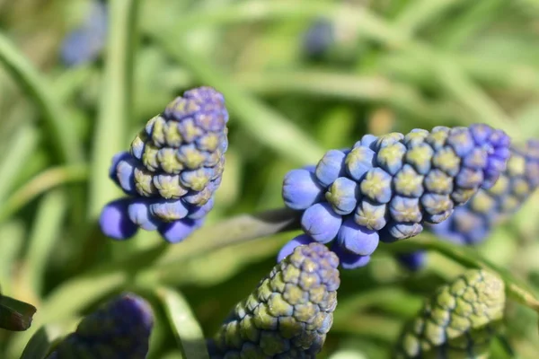 Kék Virágok Zöld Kertben — Stock Fotó