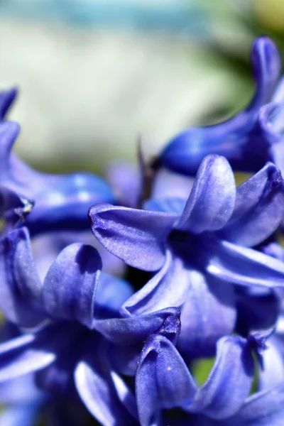 Bellas Campanas Flores Azules — Foto de Stock