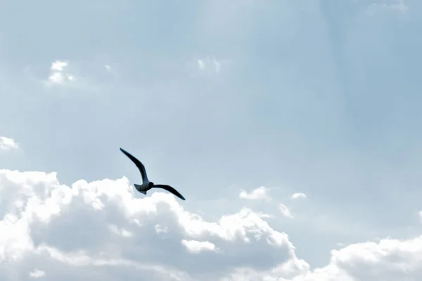 Möwe Fliegt Gegen Wolken Über Den Himmel — Stockfoto