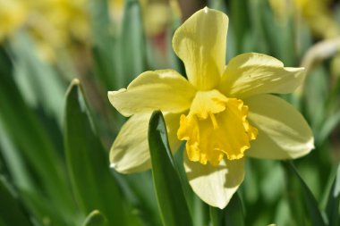 Siyah erkek ayakkabısı ve deri cüzdan.