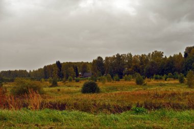 tarla ve sonbahar ormanı