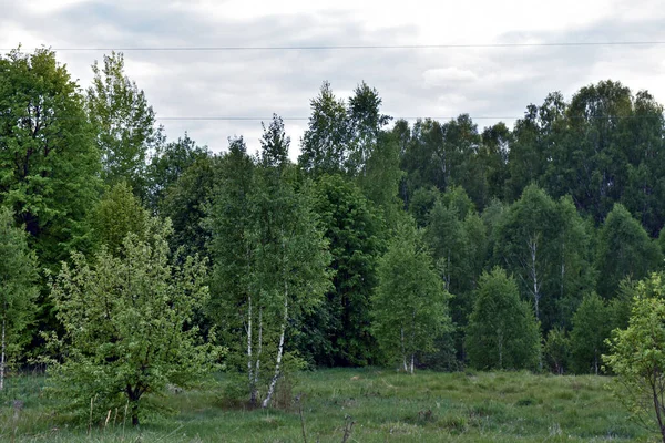 green summer forest at sunset