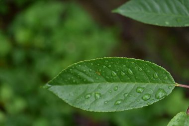 Çiçek yaprakları üzerinde su damlaları
