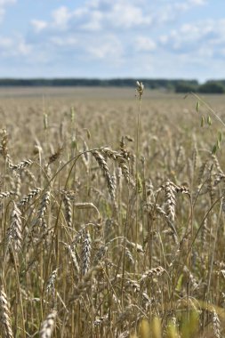 Büyük sarı buğday tarlası ve mavi gökyüzü