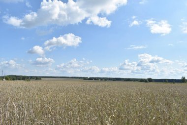 Büyük sarı buğday tarlası ve mavi gökyüzü