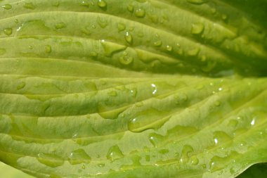 Çiçek yaprakları üzerinde su damlaları