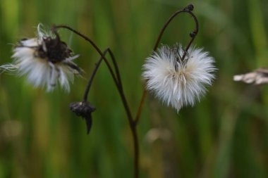 Çimlerde beyaz karahindiba