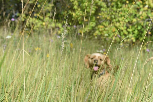Câine Cocker Spaniel Merge Câmpul Vară — Fotografie, imagine de stoc