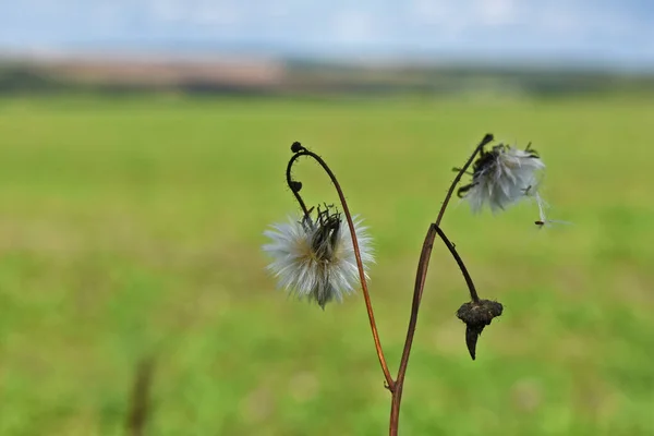 Çimlerde Beyaz Karahindiba — Stok fotoğraf
