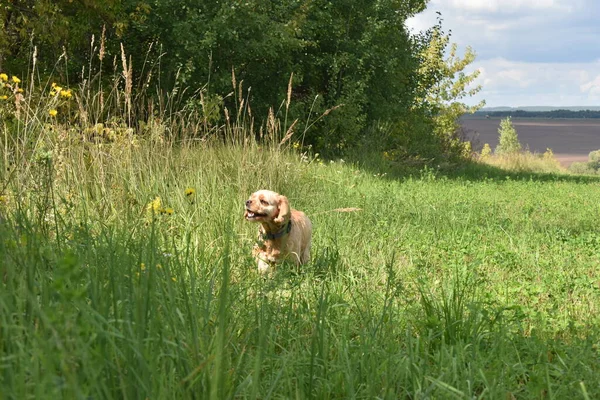 Dog Cocker Spaniel Walks Summer Field — Stock Photo, Image
